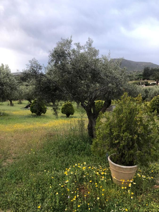 Olive Grove Pensionat Anavyssos Eksteriør billede