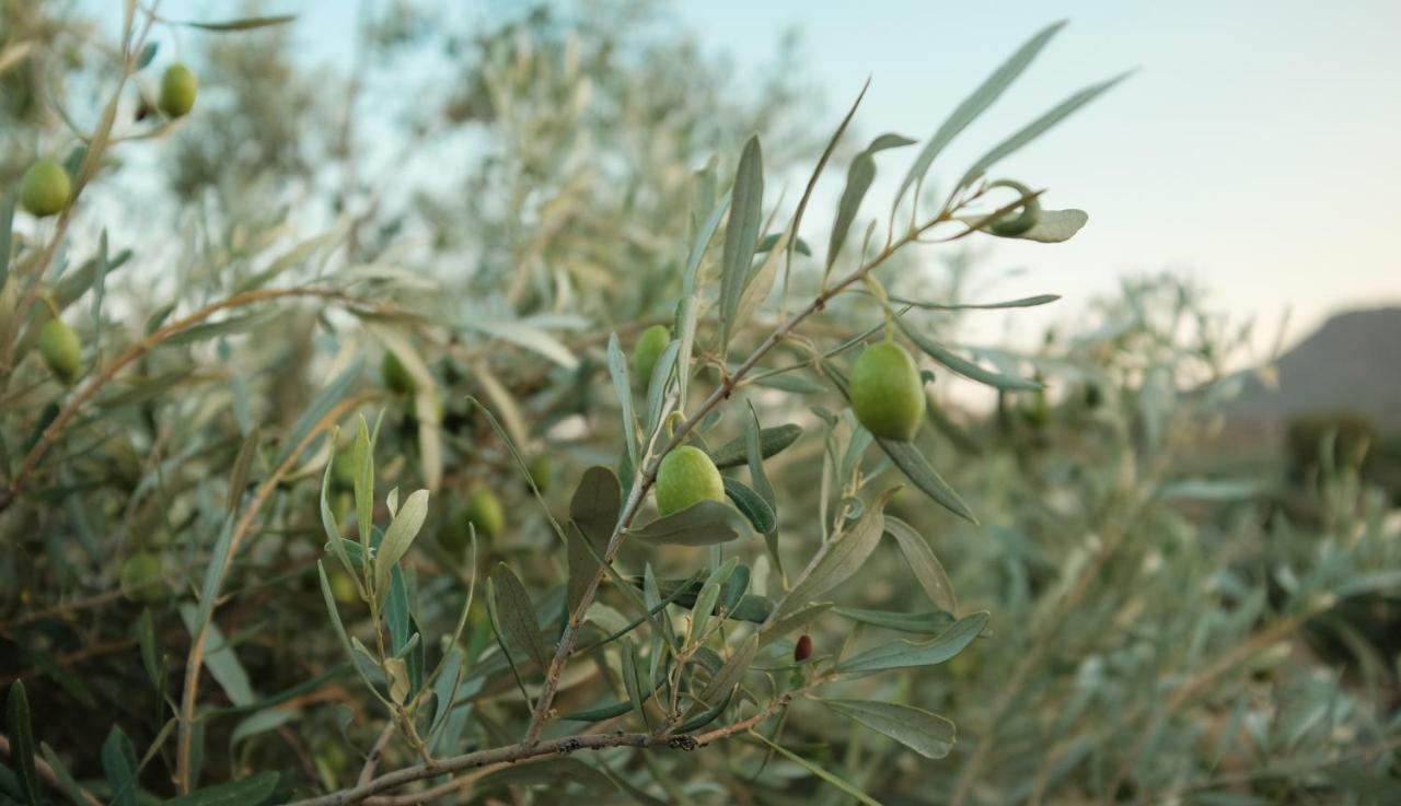 Olive Grove Pensionat Anavyssos Eksteriør billede